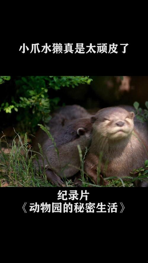 顽皮的动物在线播放,在线观看趣味无限