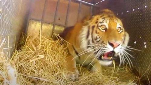 老虎出差在线播放,一场惊心动魄的职场冒险之旅